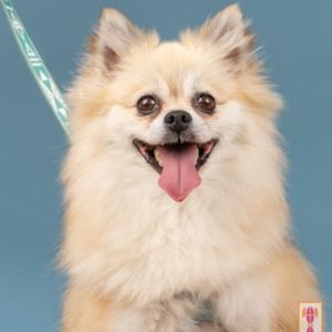 Meet your Posher, Caroline